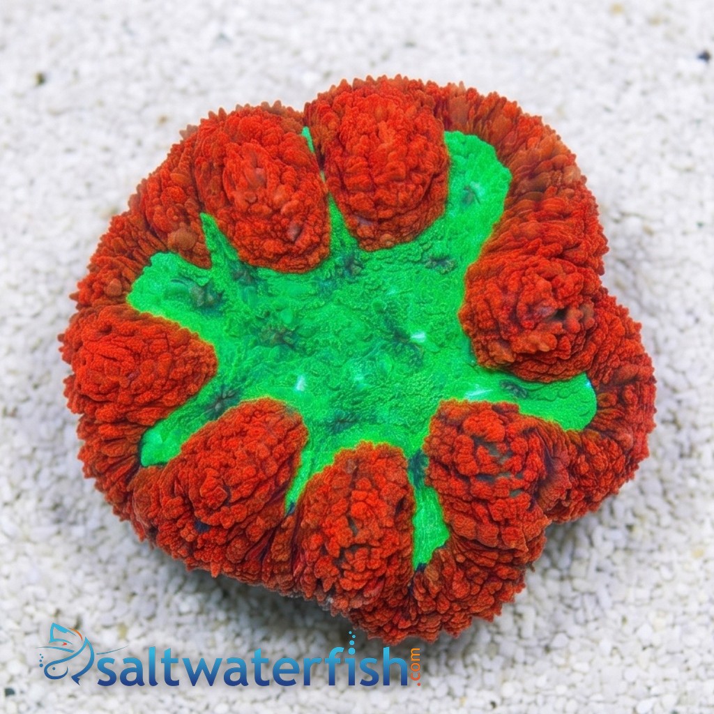 Symphyllia Brain Coral Dented Metallic Red Rim w/Green Center - Australia