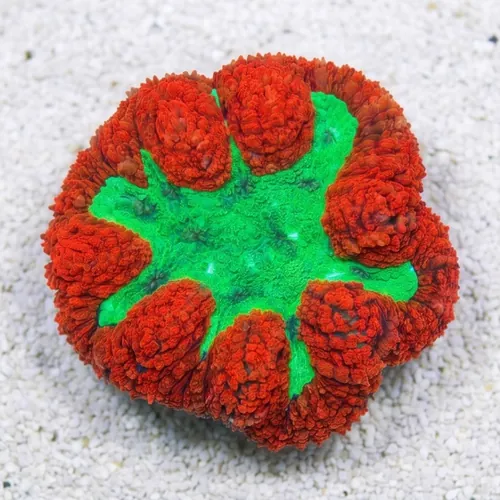 Symphyllia Brain Coral Dented Metallic Red Rim w/Green Center - Australia