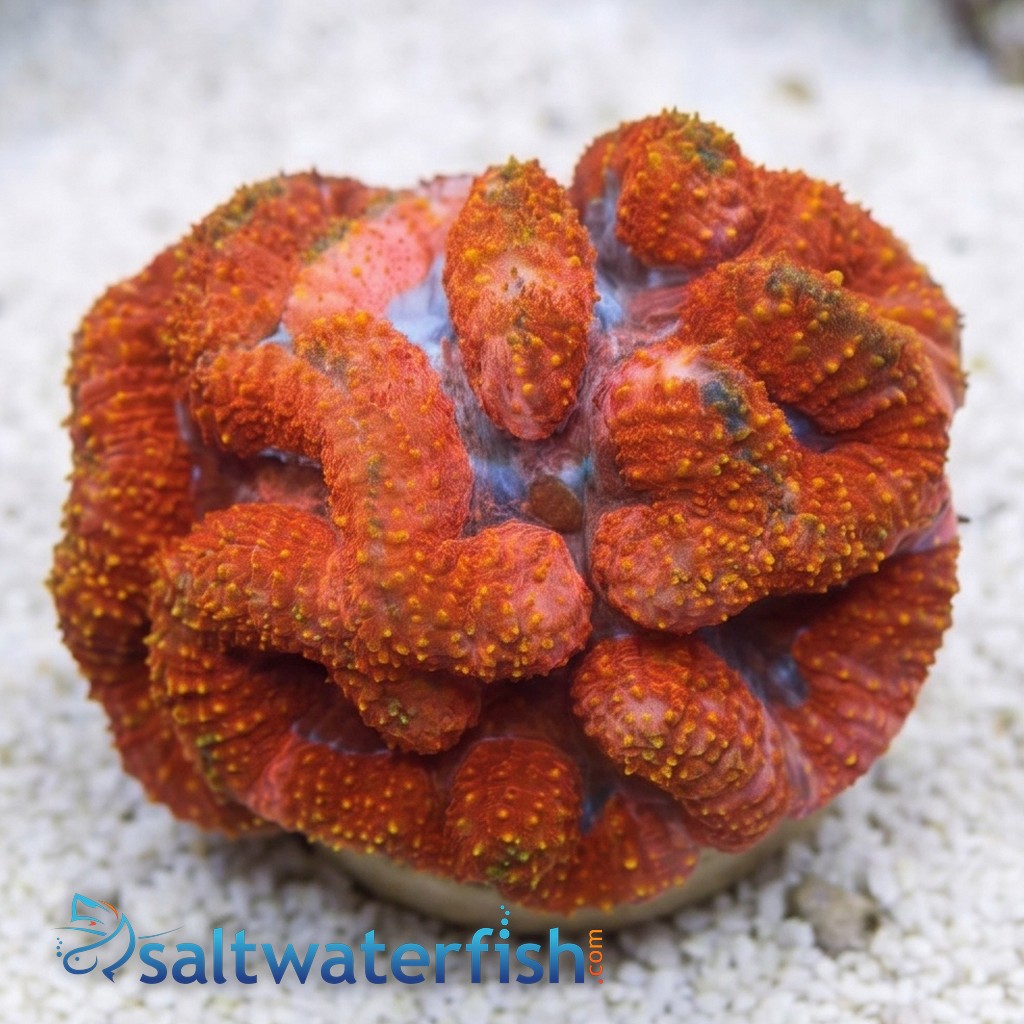 Symphyllia Brain Coral Dented Red