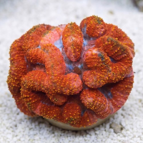 Symphyllia Brain Coral Dented Red