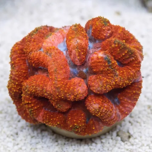 Symphyllia Brain Coral Dented Red
