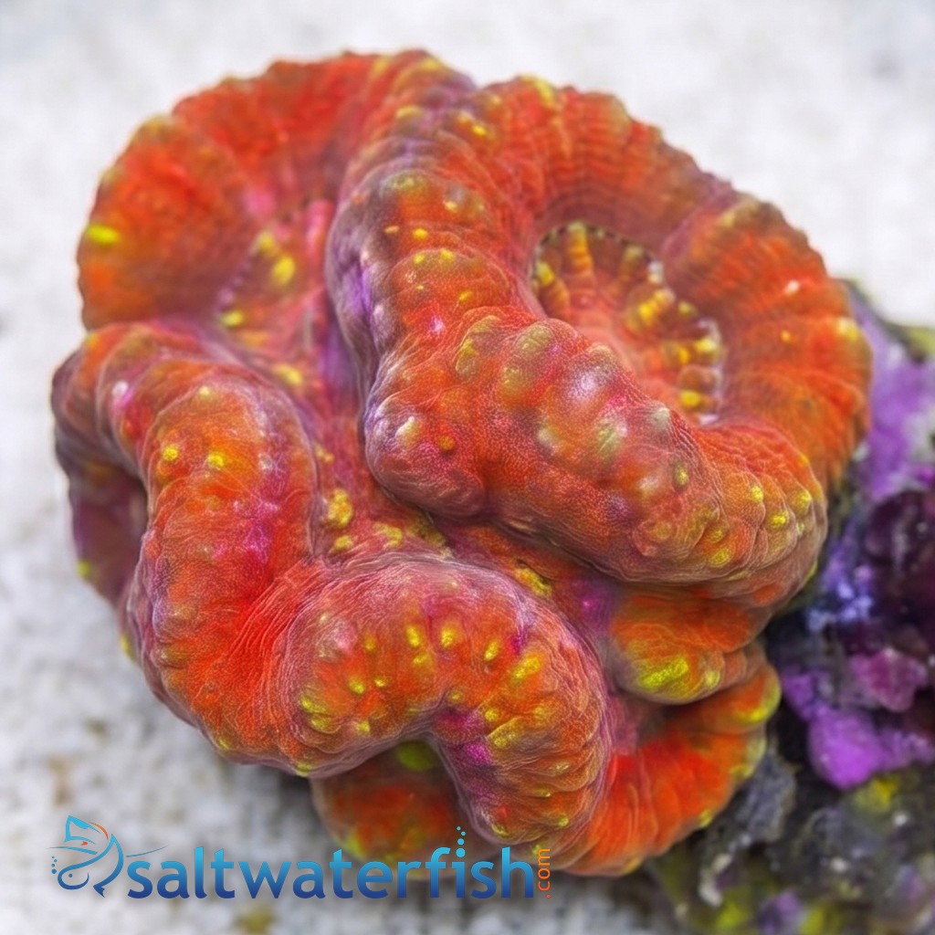 Symphyllia Brain Coral Dented Red