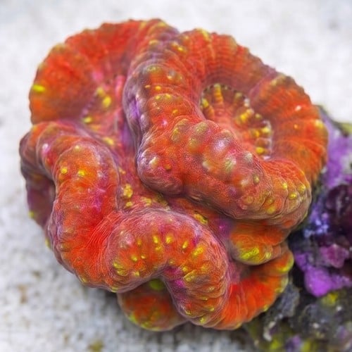 Symphyllia Brain Coral Dented Red