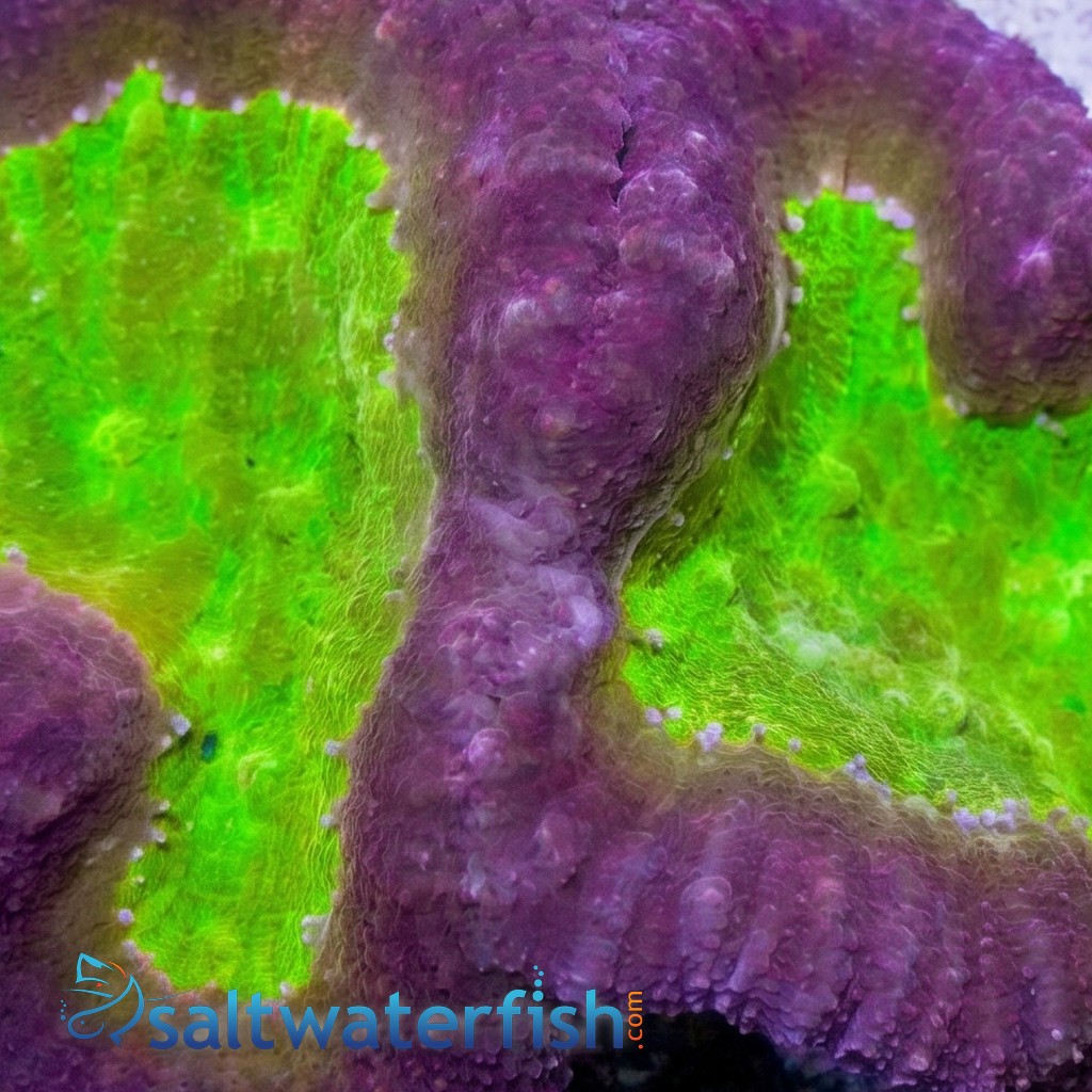 Symphyllia Brain Coral Dented Red w/ Gold Center - Aquacultured
