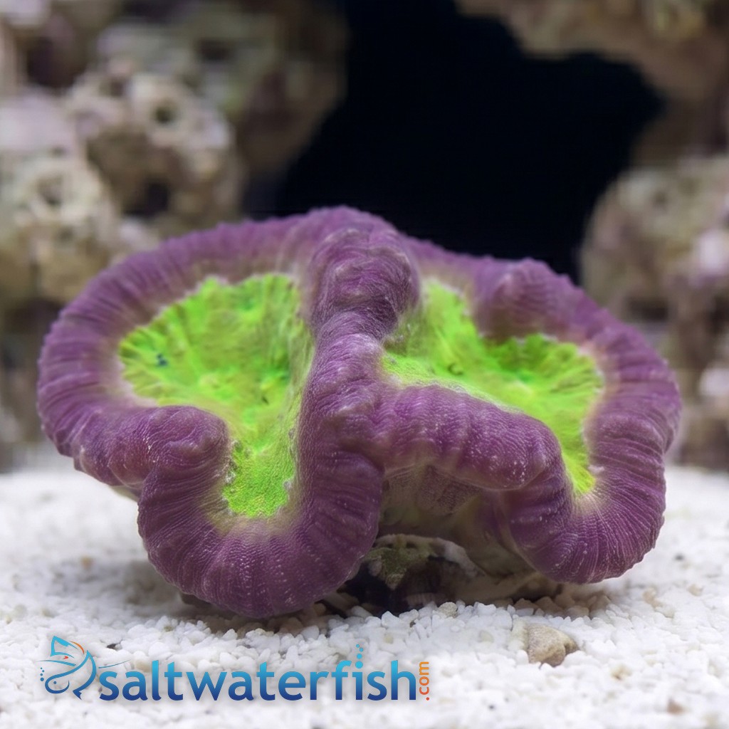 Symphyllia Brain Coral Dented Red w/ Gold Center - Aquacultured