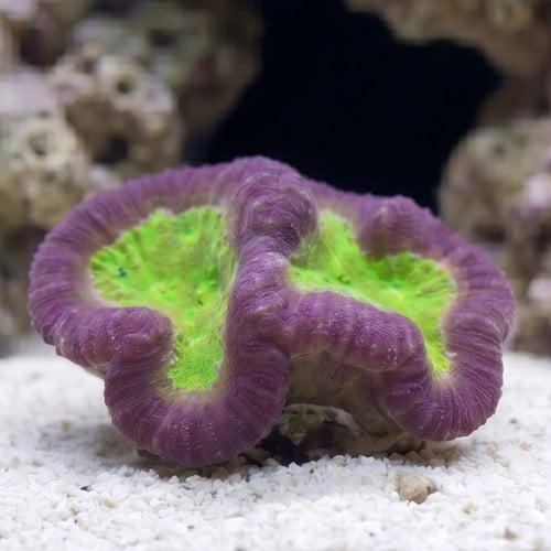 Symphyllia Brain Coral Dented Red w/ Gold Center - Aquacultured