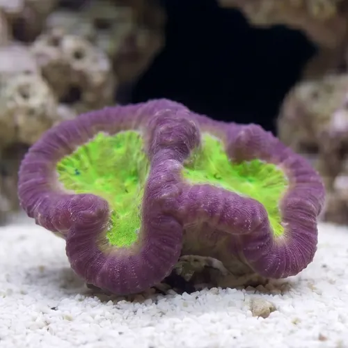 Symphyllia Brain Coral Dented Red w/ Gold Center - Aquacultured