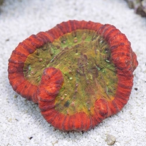 Symphyllia Brain Coral Dented Red w/ Orange Center - Aquacultured
