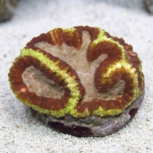 Symphyllia Brain Coral Dented Green w/ Red Center - Aquacultured