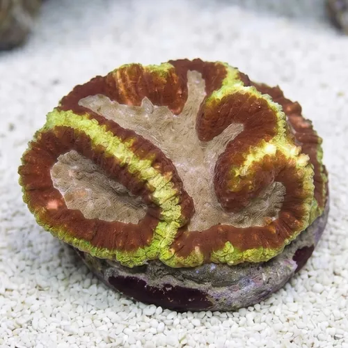 Symphyllia Brain Coral Dented Green w/ Red Center - Aquacultured