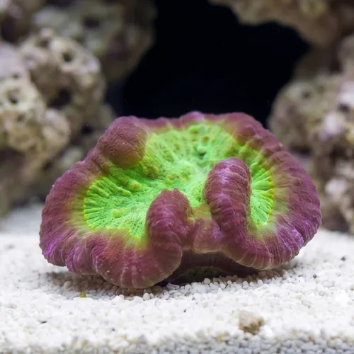 Symphyllia Brain Coral Dented Red w/ Green Center - Aquacultured