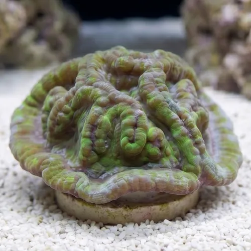 Symphyllia Brain Coral Dented Green