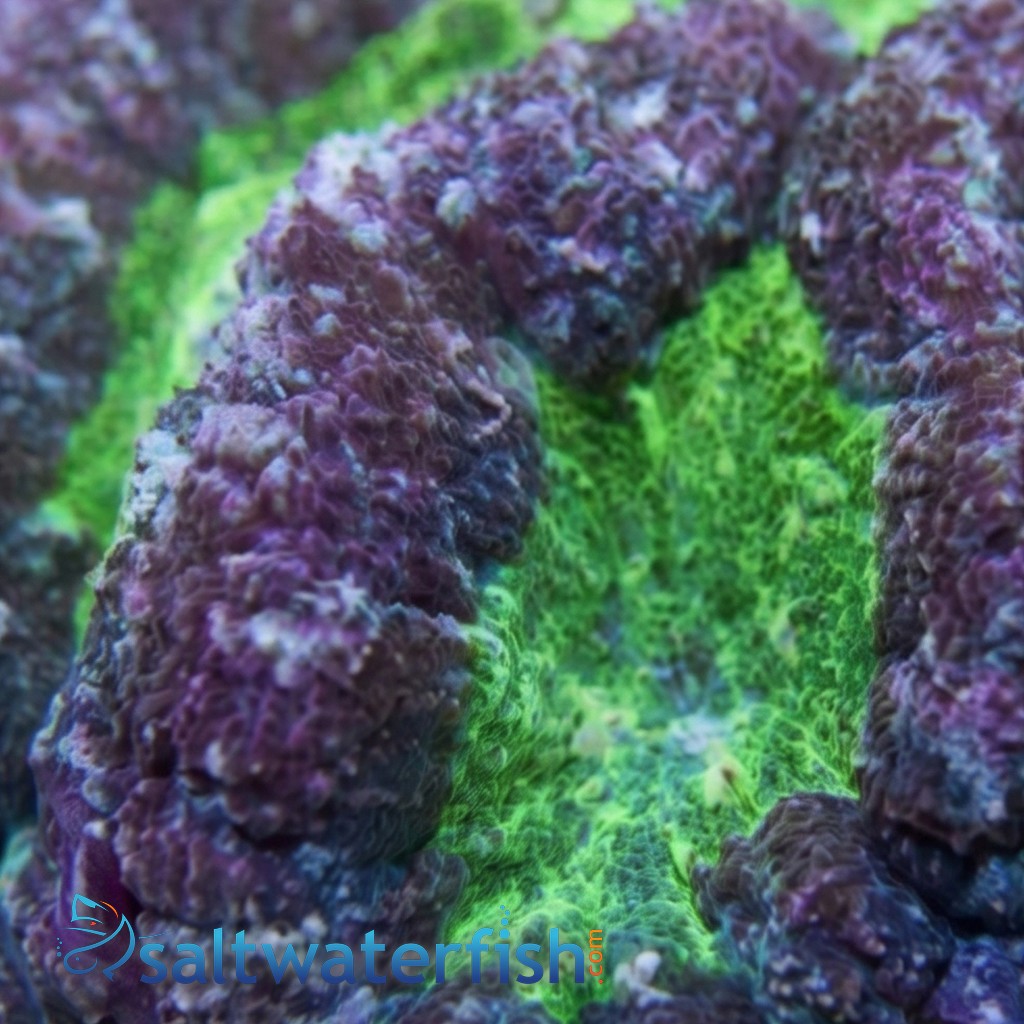 Symphyllia Brain Coral Dented Green - Aquacultured