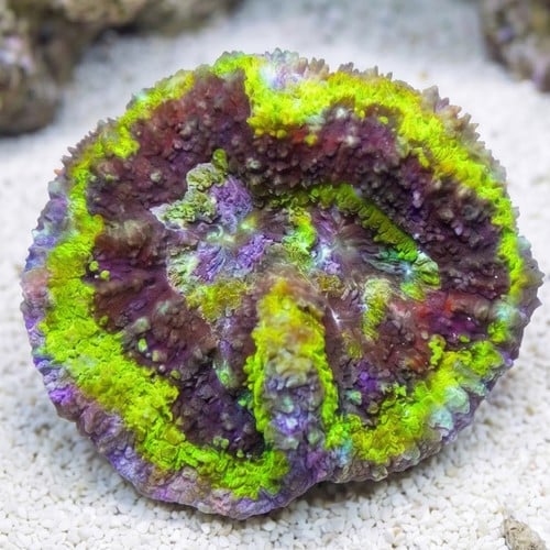 Symphyllia Brain Coral Dented Green - Aquacultured