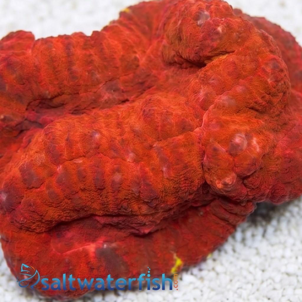 Symphyllia Brain Coral Dented Neon Orange - Aquacultured