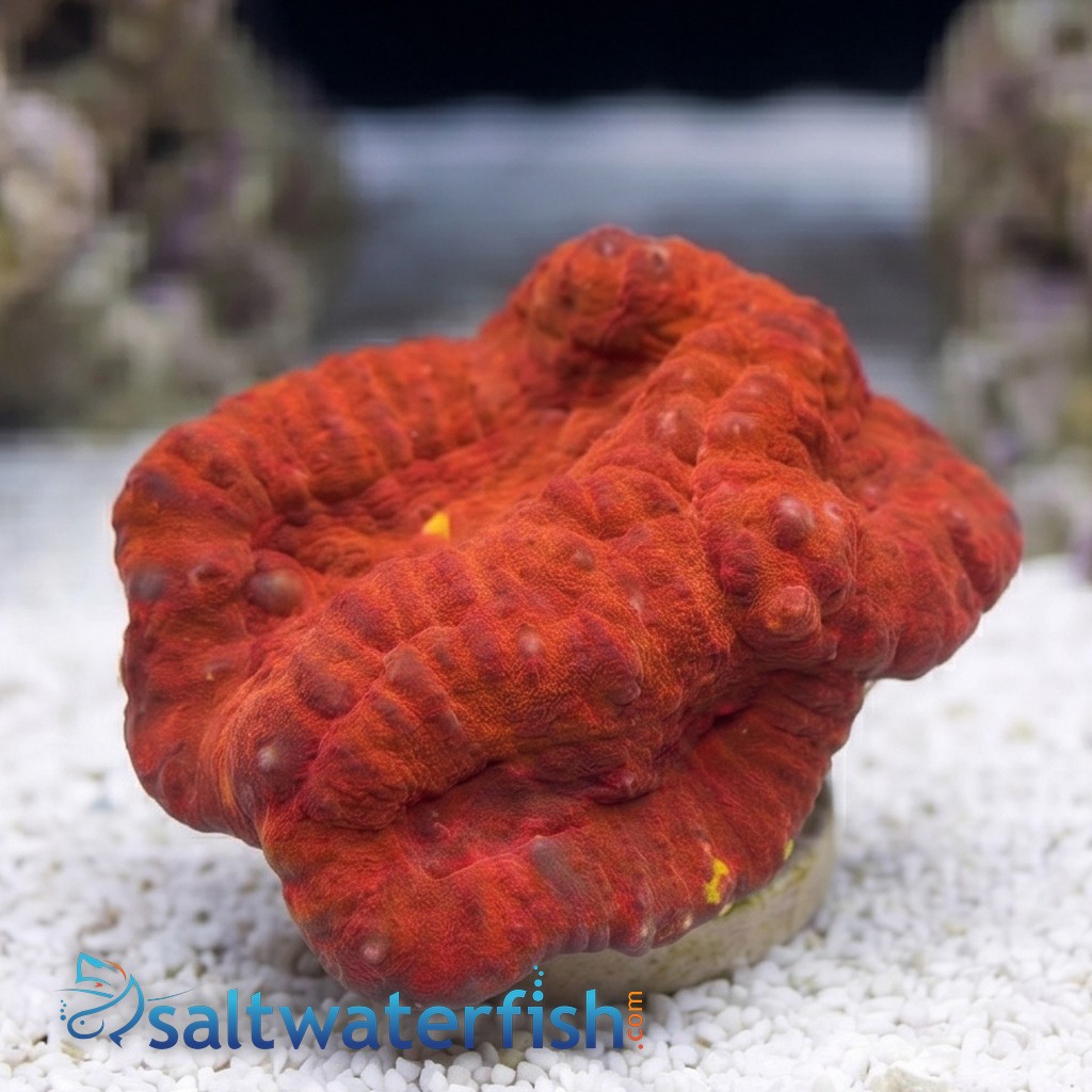 Symphyllia Brain Coral Dented Neon Orange - Aquacultured