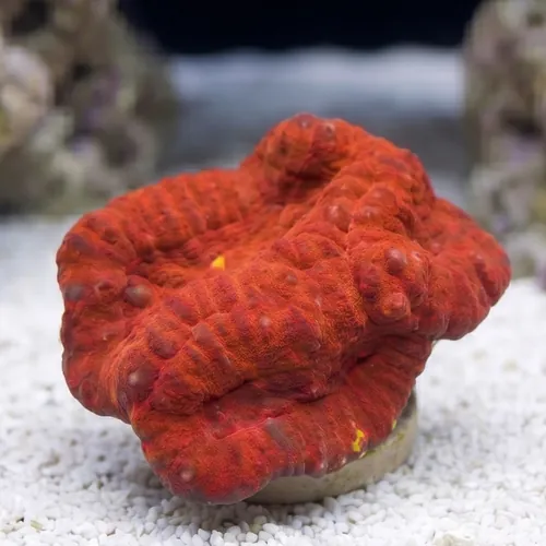 Symphyllia Brain Coral Dented Neon Orange - Aquacultured