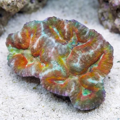 Symphyllia Brain Coral Dented Orange - Aquacultured