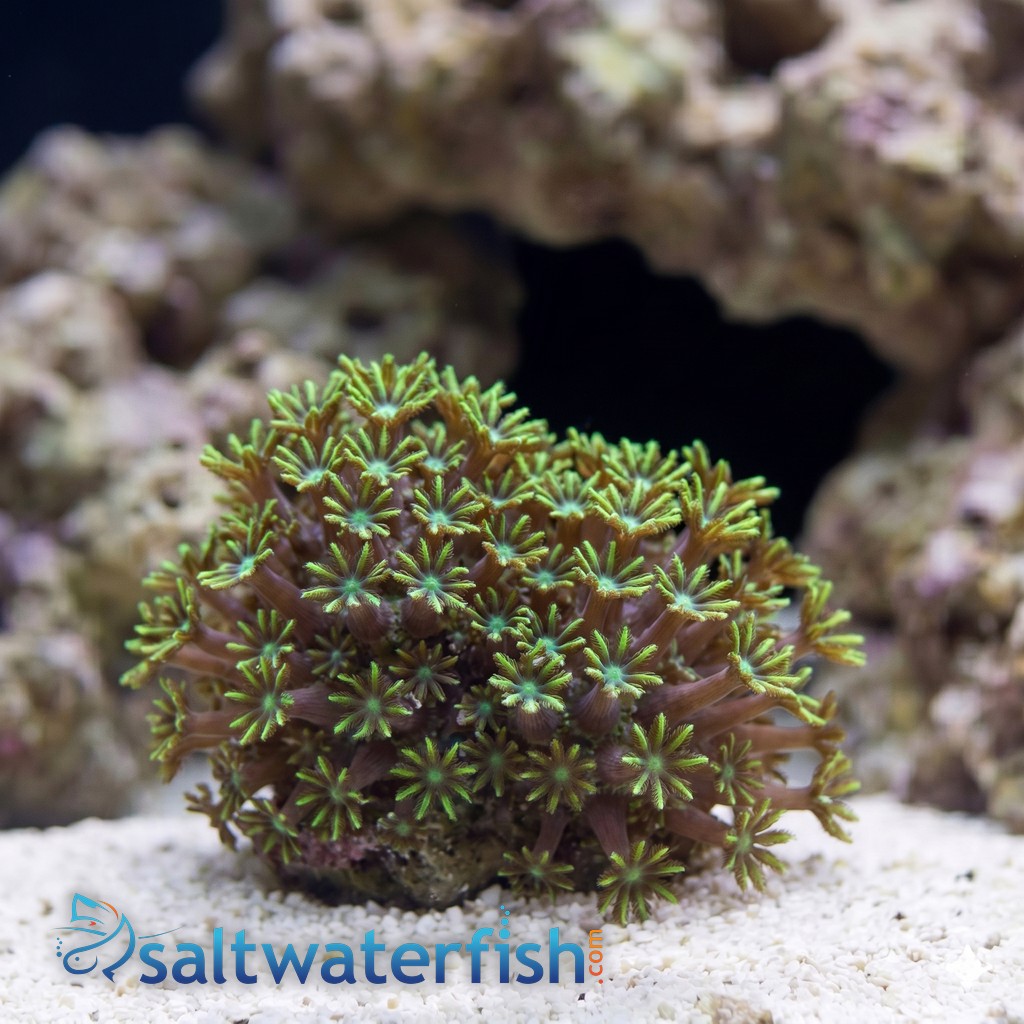 Sympodium Coral: Blue - Aquacultured