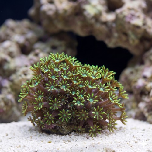 Sympodium Coral: Blue - Aquacultured