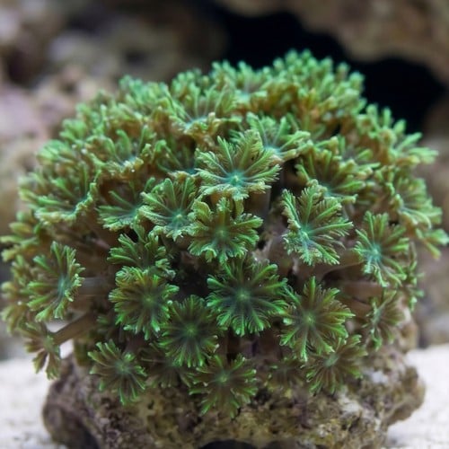 Blue - Green Sympodium