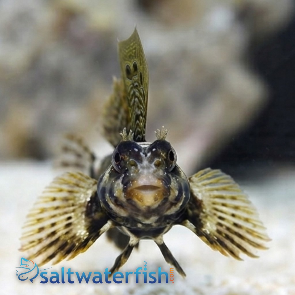 Scooter Blenny - Fiji