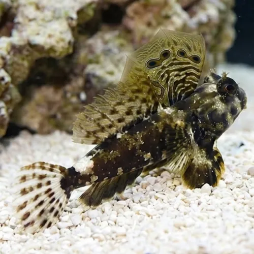 Scooter Blenny