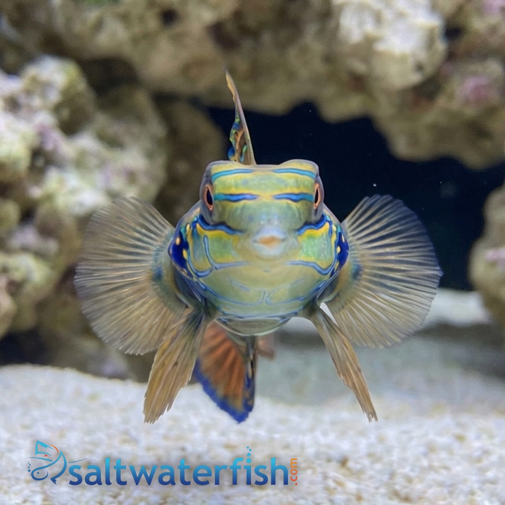 Spotted Mandarin Dragonet