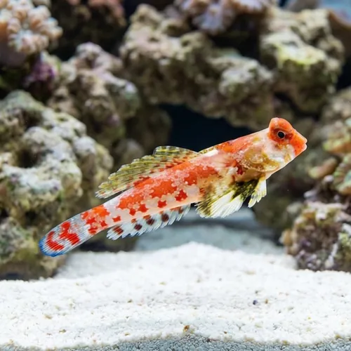 Scooter Blenny: Red