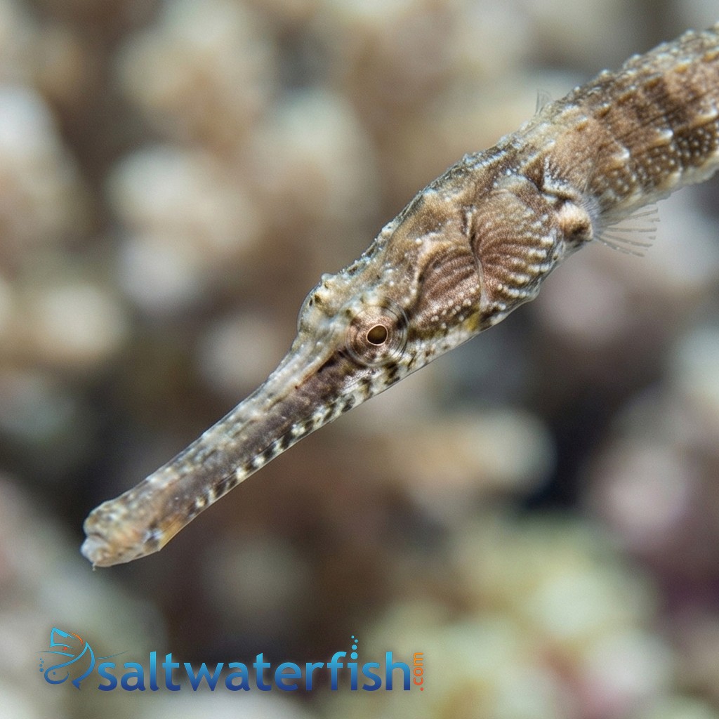 Gulf Pipefish