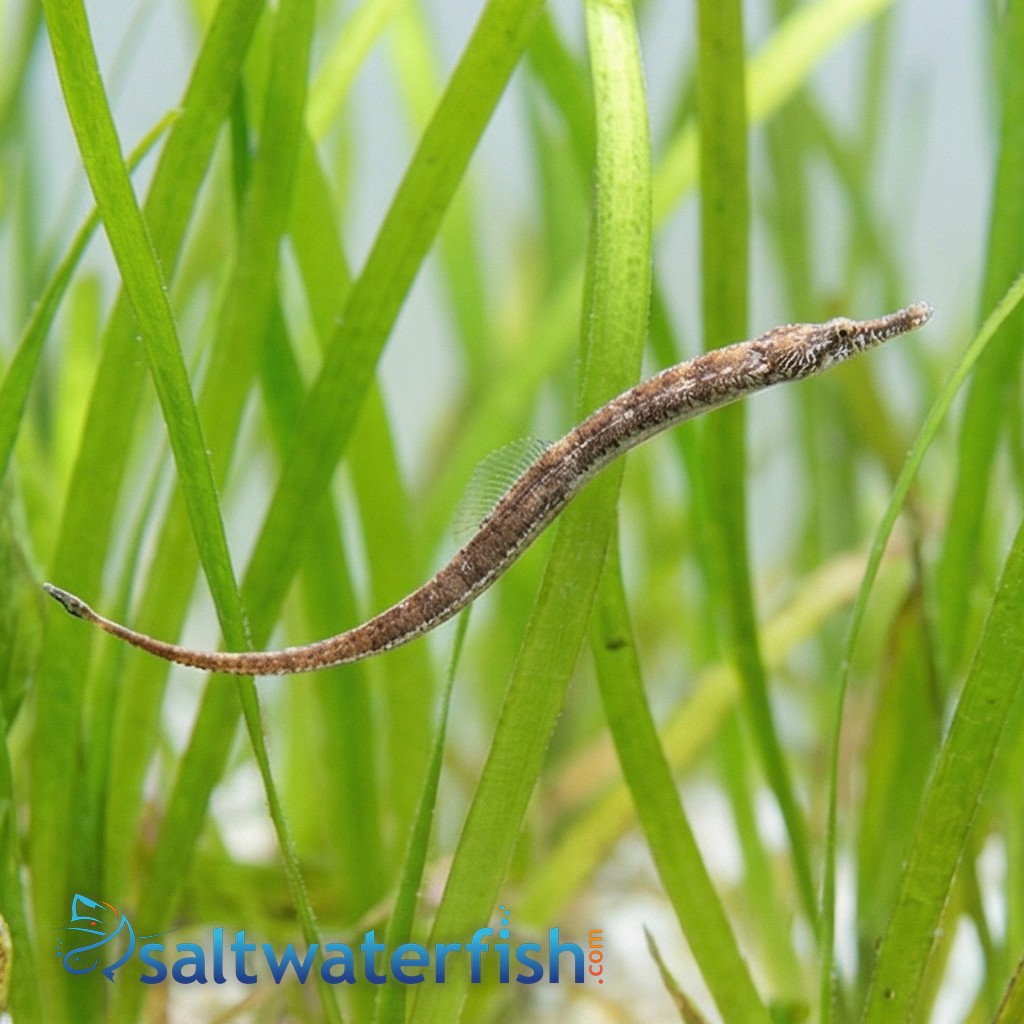 Gulf Pipefish
