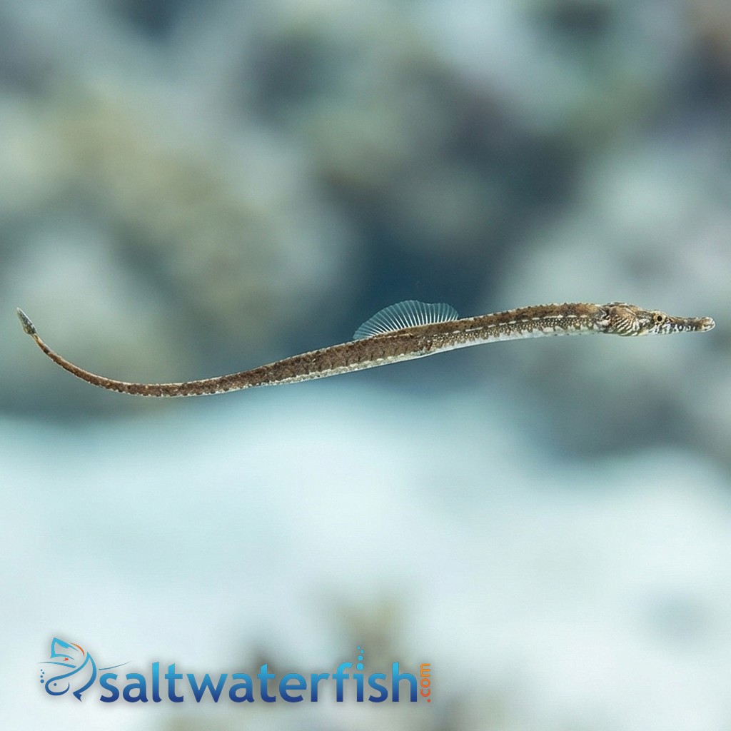 Gulf Pipefish