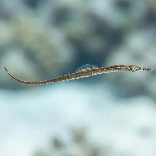 Gulf Pipefish