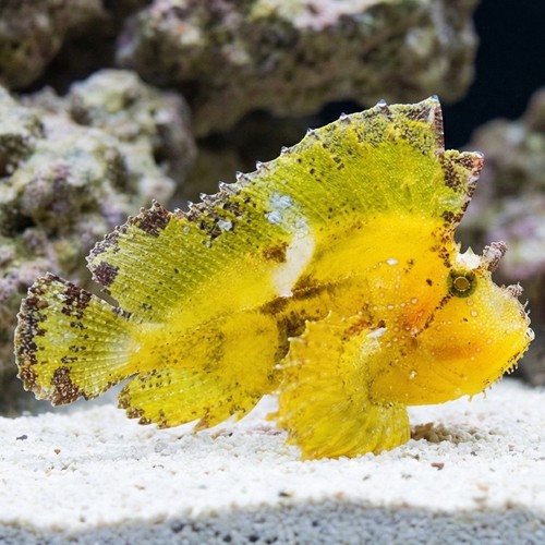 Leaf Fish - Indo Pacific