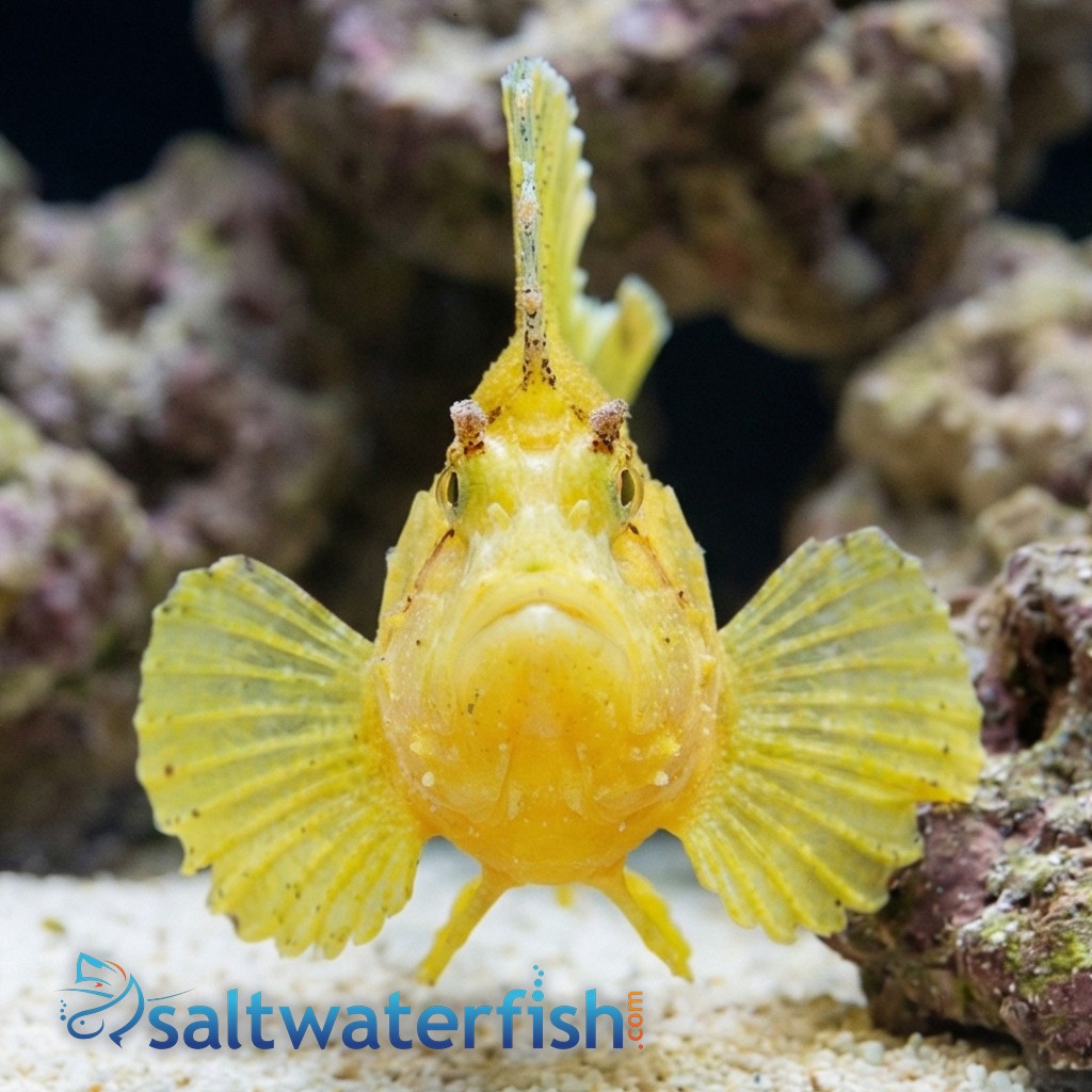 Yellow Leaf Fish