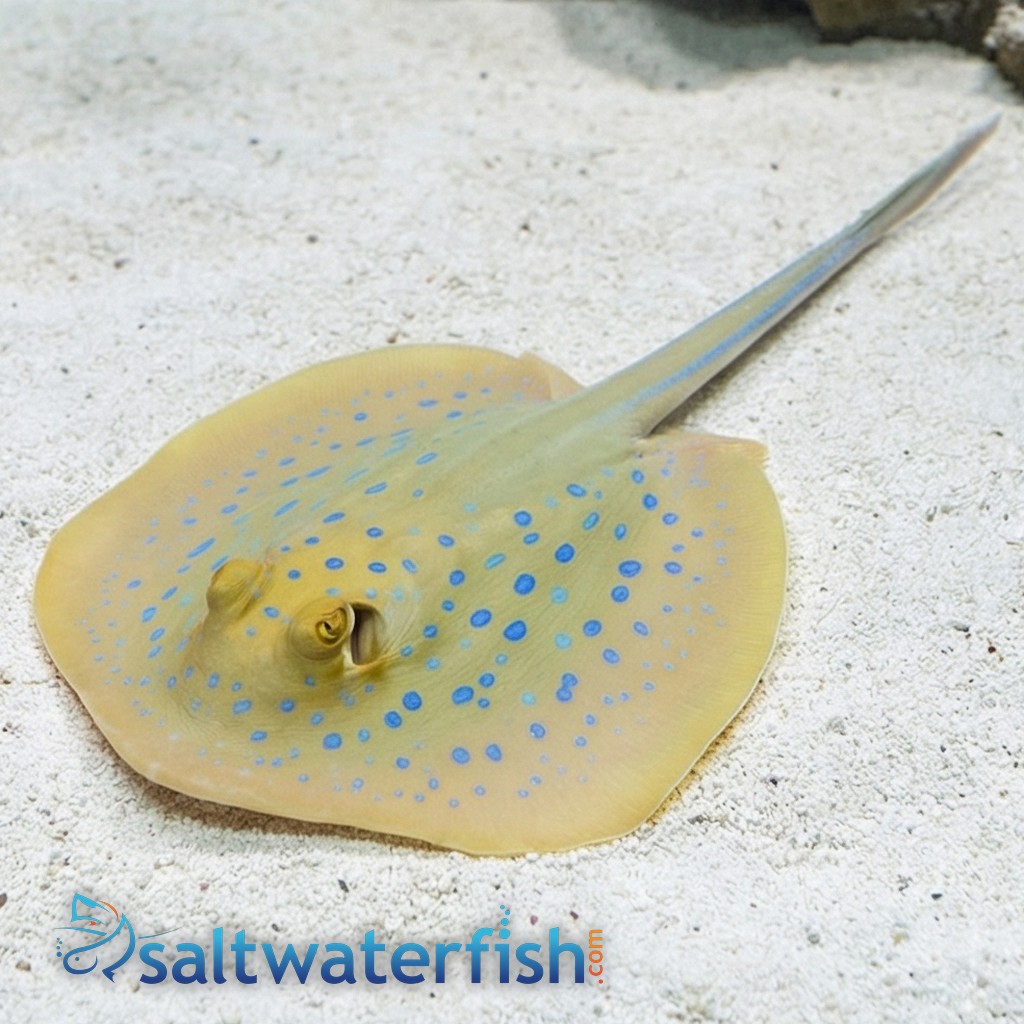 Blue Spot Stingray: Round