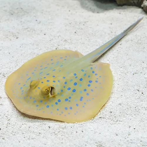 Blue Spot Stingray: Round