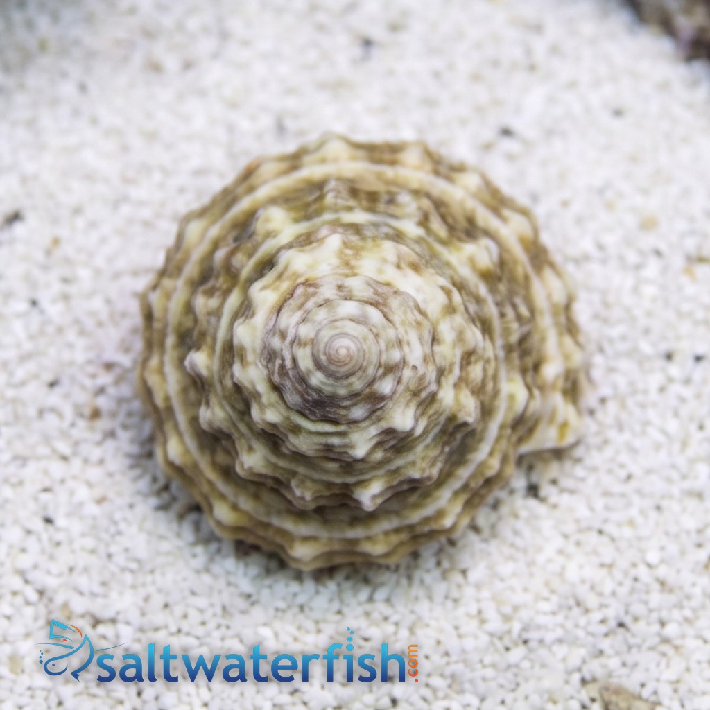 Turban Snail