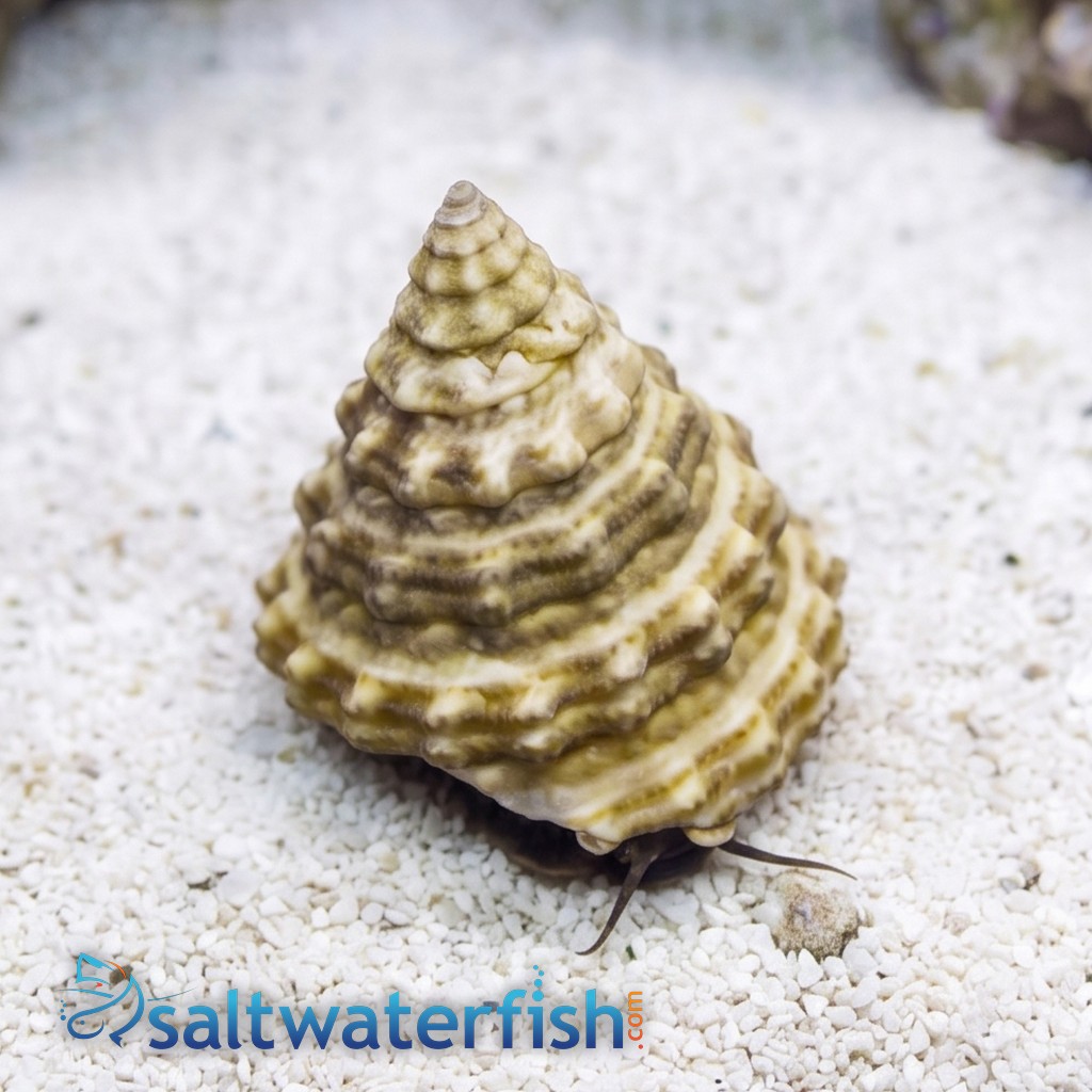 Turban Snail