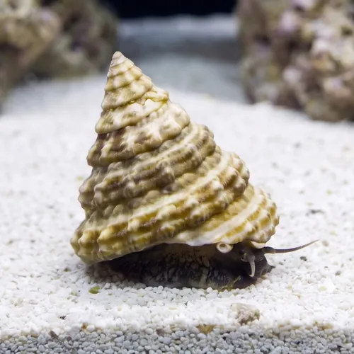 Turban Snail