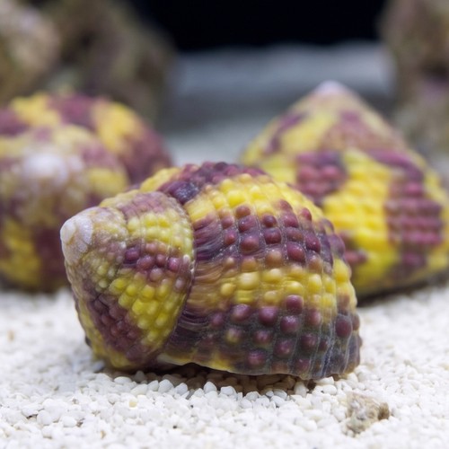 Margarite Green Spiral Snail