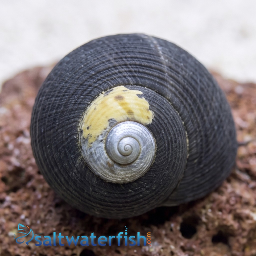 Margarita Turbo Snail - Group of 50
