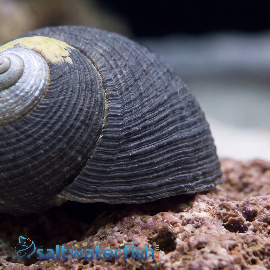Margarita Turbo Snail - Group of 50