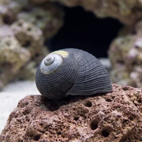 Margarita Turbo Snail - Group of 50
