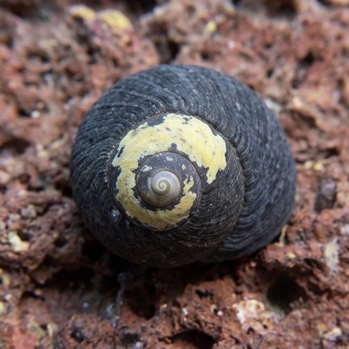 Margarita Turbo Snail