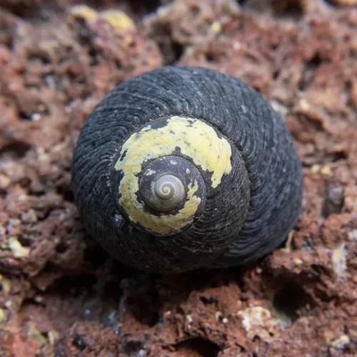 Margarita Turbo Snail