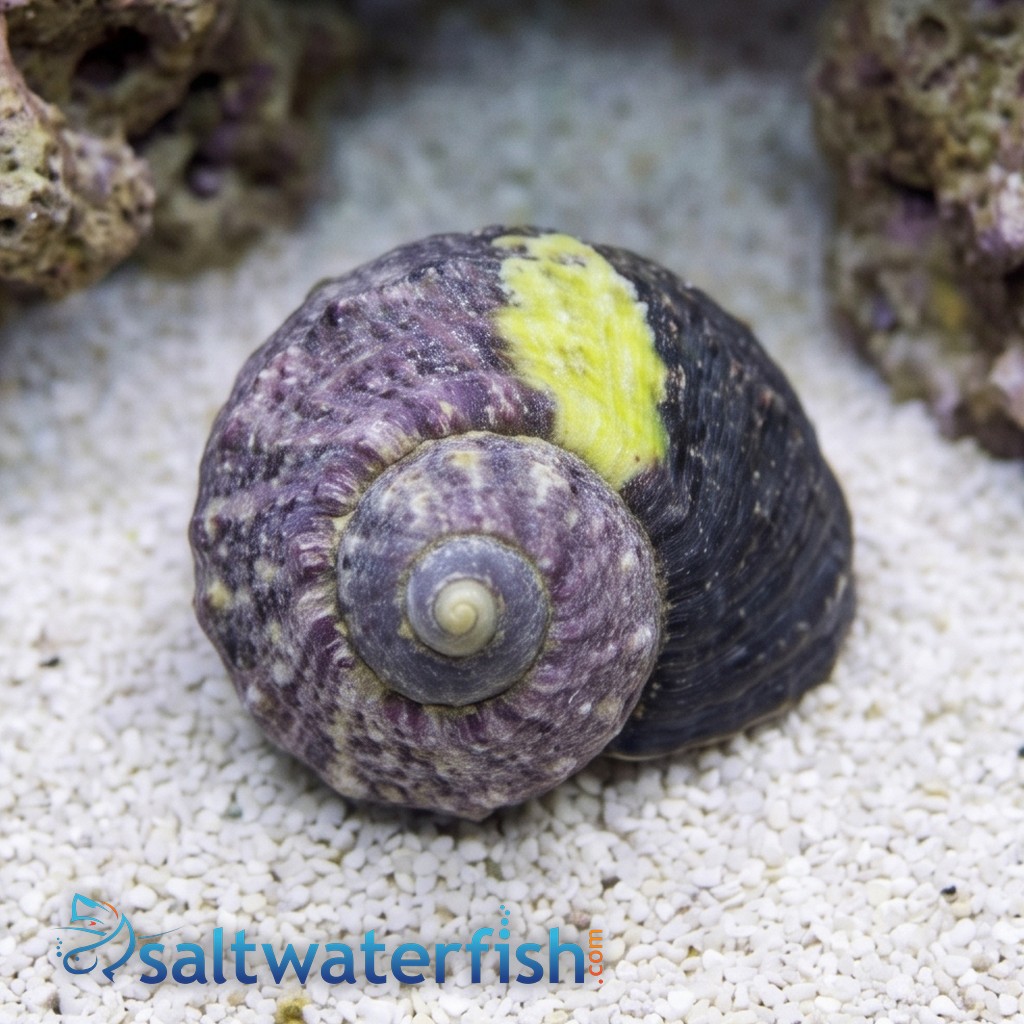 Assorted Cleaner Snails Margarita Snail or Margarite, Green Spiral or Turbo/Astrea Snail