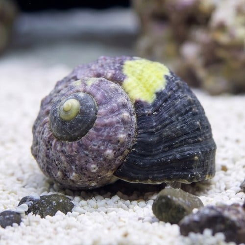 Assorted Cleaner Snails Margarita Snail or Margarite, Green Spiral or Turbo/Astrea Snail