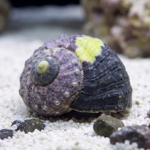Assorted Cleaner Snails Margarita Snail or Margarite, Green Spiral or Turbo/Astrea Snail