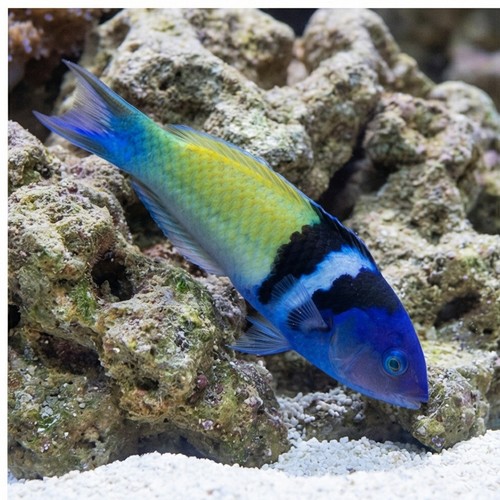Bluehead Wrasse: Male